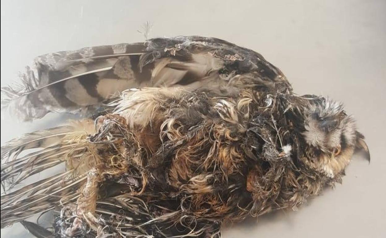 El Cabildo recibe al año 250 búhos chicos heridos, el último murió cubierto de pegamento