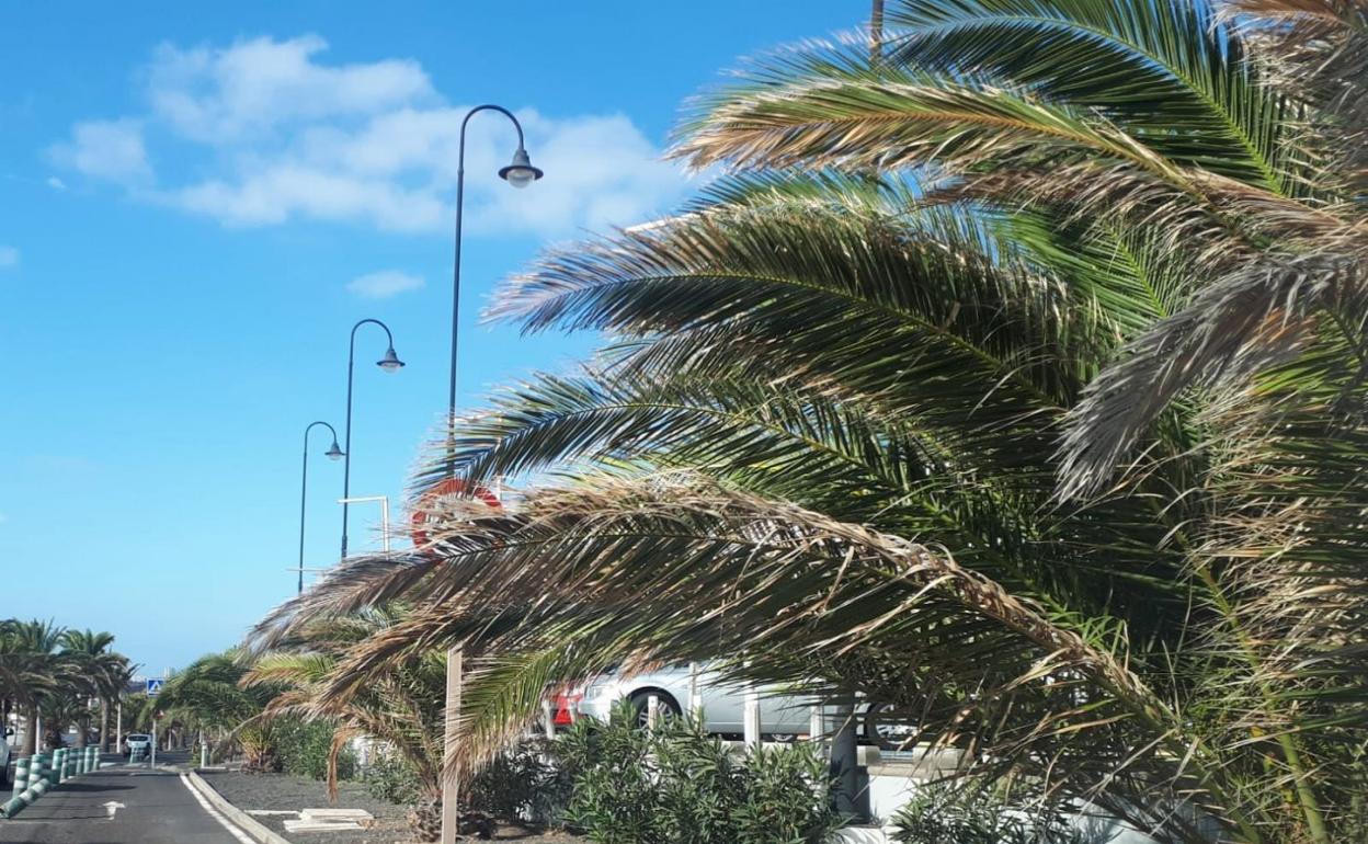Palmeras en Costa Teguise. 