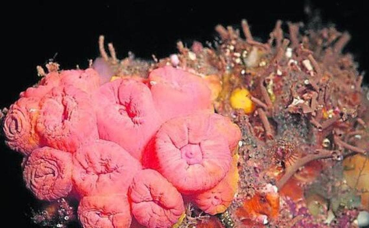 Los corales son clave en el funcionamiento de los ecosistemas marinos. 