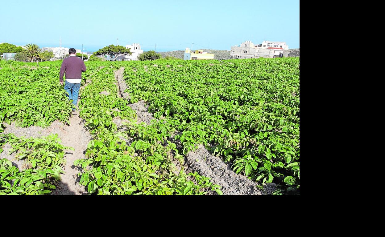 Imagen de archivo de una plantación de papas, cultivo incluido entre los de huerta, en Tafira, en Las Palmas de Gran Canaria. 