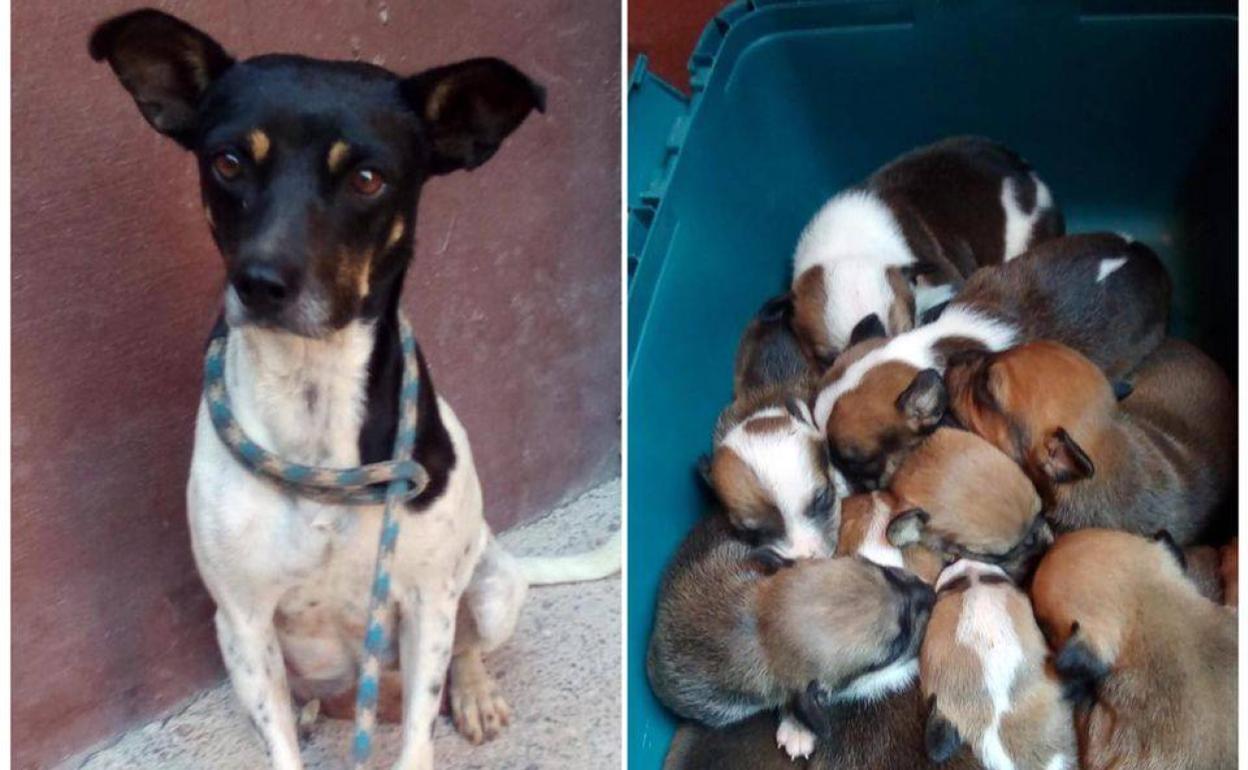 Diez cachorros y su madre, tirados en un contenedor de Gáldar
