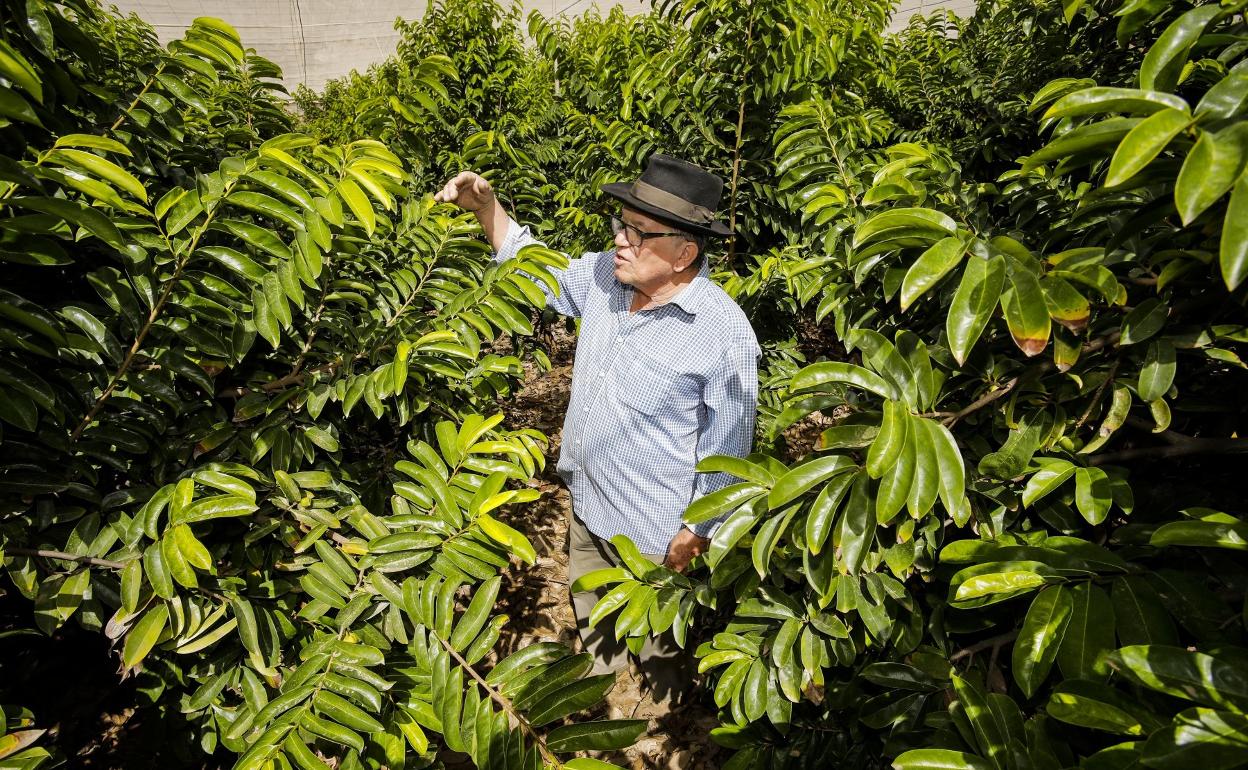 José Alberto se mueve entre árboles de guanábanas. 