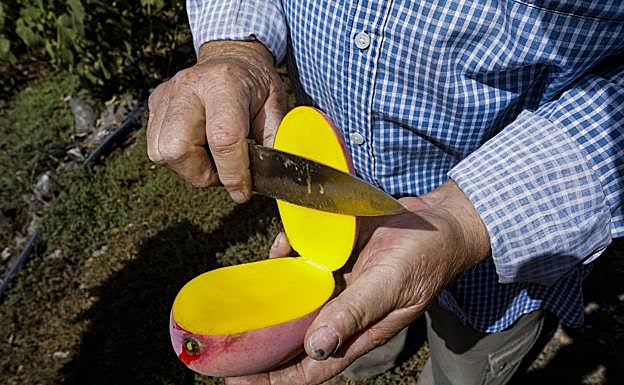 El color de la manga permite aventurar su delicioso sabor. 