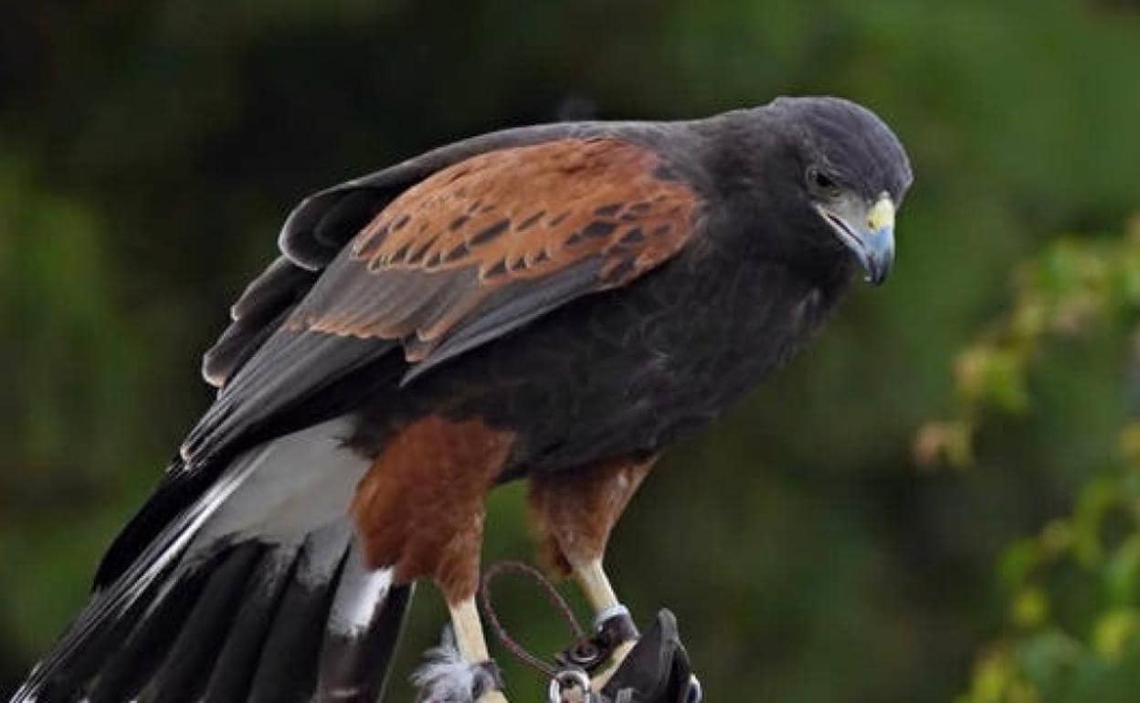Insólita búsqueda de un águila de Harris, perdida en Gran Canaria