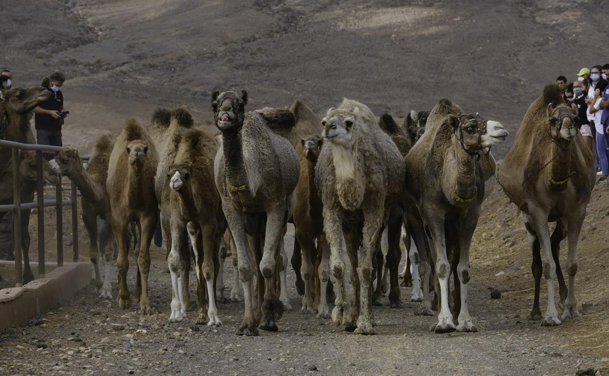 Reserva de camellos de Goroy, la más grande de Europa. 