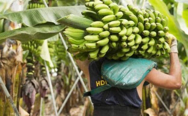Asprocan alerta de la «ruina» del plátano canario con la nueva ley de cadena alimentaria 
