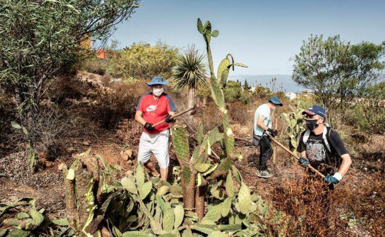 Santa Úrsula recupera el bosque termófilo de La Quinta