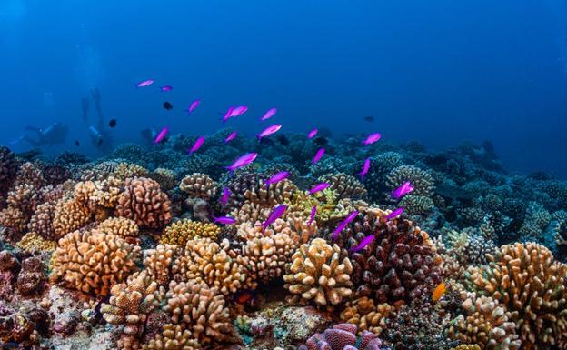 El Pacífico acoge más del 75 % de los arrecifes de coral del mundo. 