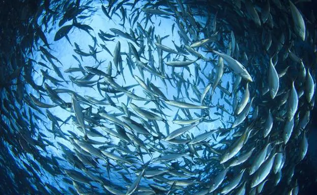 La sobreexplotación pesquera en el Pacífico está esquilmando la vida marina.