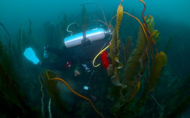 Un submarinista explora un bosque de algas kelp de cuatro metros cerca de la isla de Southampton, en Canadá. 