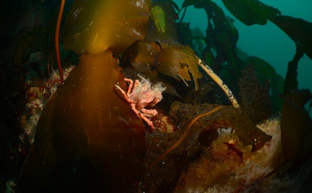 Un cangrejo encuentra refugio en una Laminaria solidungula, la única especie de kelp autóctona del Ártico. 