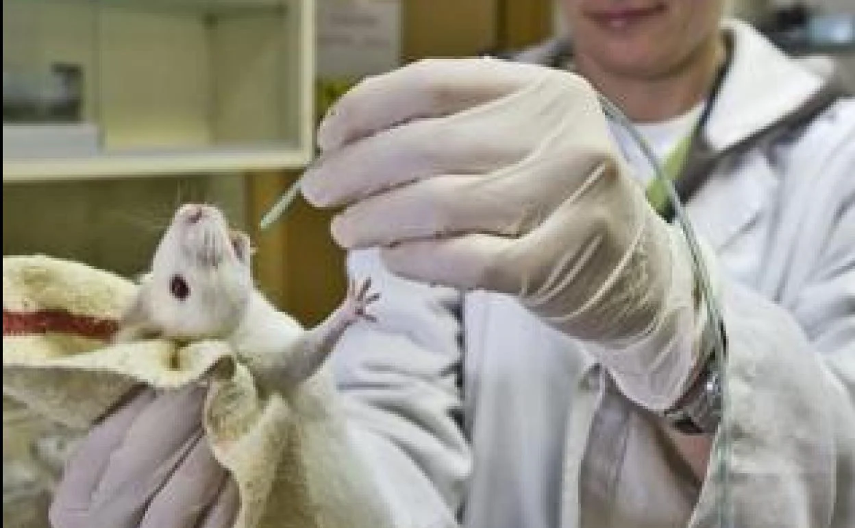 Los científicos españoles usan más de 800.000 animales al año para investigación