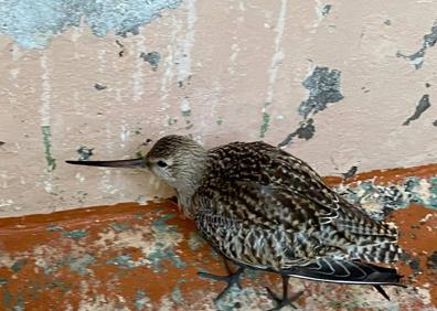 Imagen secundaria 1 - El Cabildo de Gran Canaria investiga el paso de aves exóticas por la isla