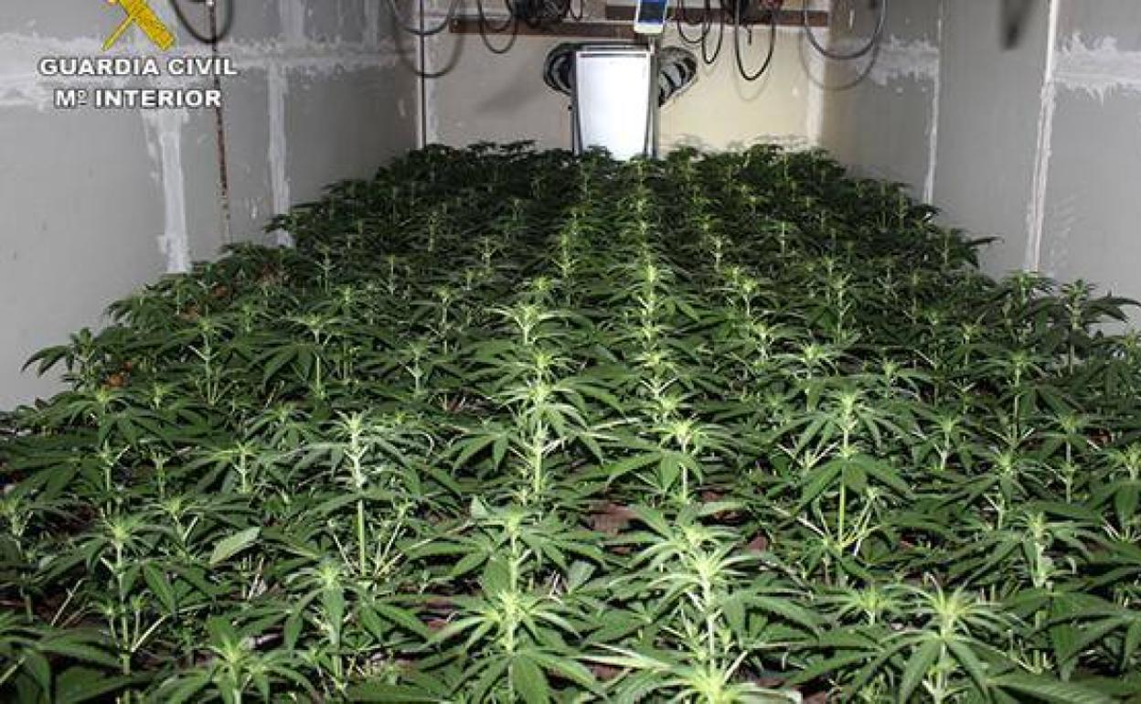 Detectan por el olor una plantación de marihuana en un almacén de Puerto del Rosario