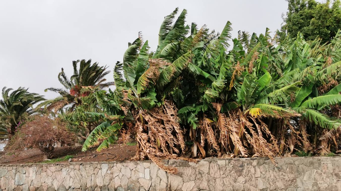 Fotos: Filomena encapota los cielos de Gran Canaria