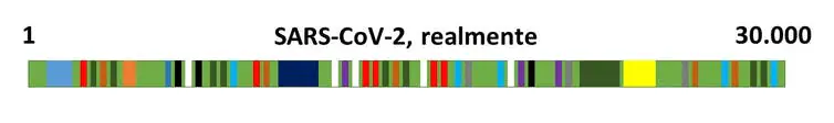Representación del genoma de SARS-CoV-2. 