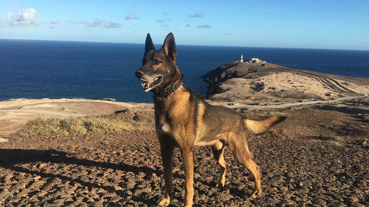 Imagen de 'Basco', el perro de la Unidad Canina de la Policía Nacional