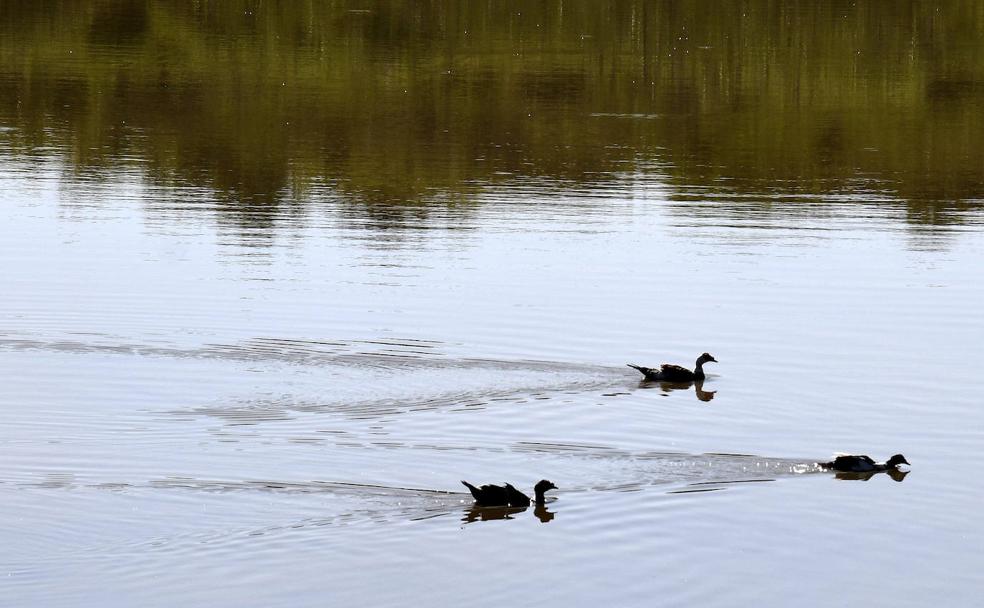 Unos patos nadan en una de las Charcas de San Lorenzo. 