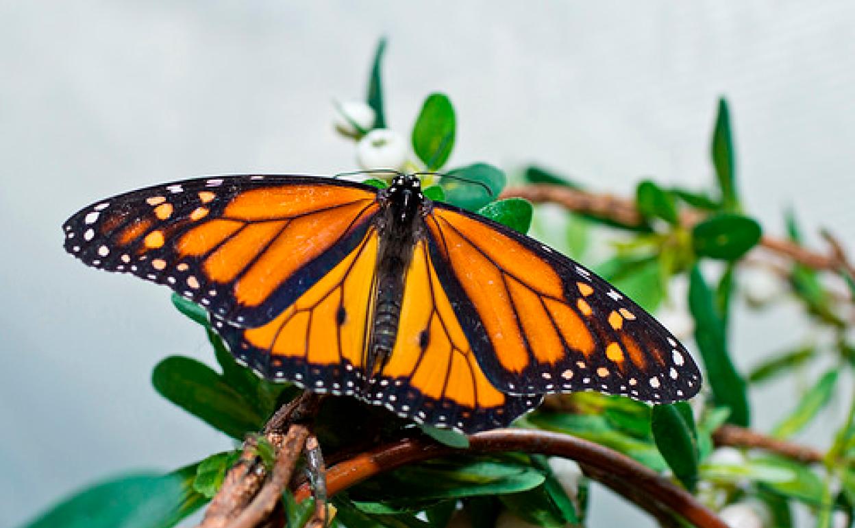 Estudian las mariposas en La Palma para intuir el estado de la naturaleza