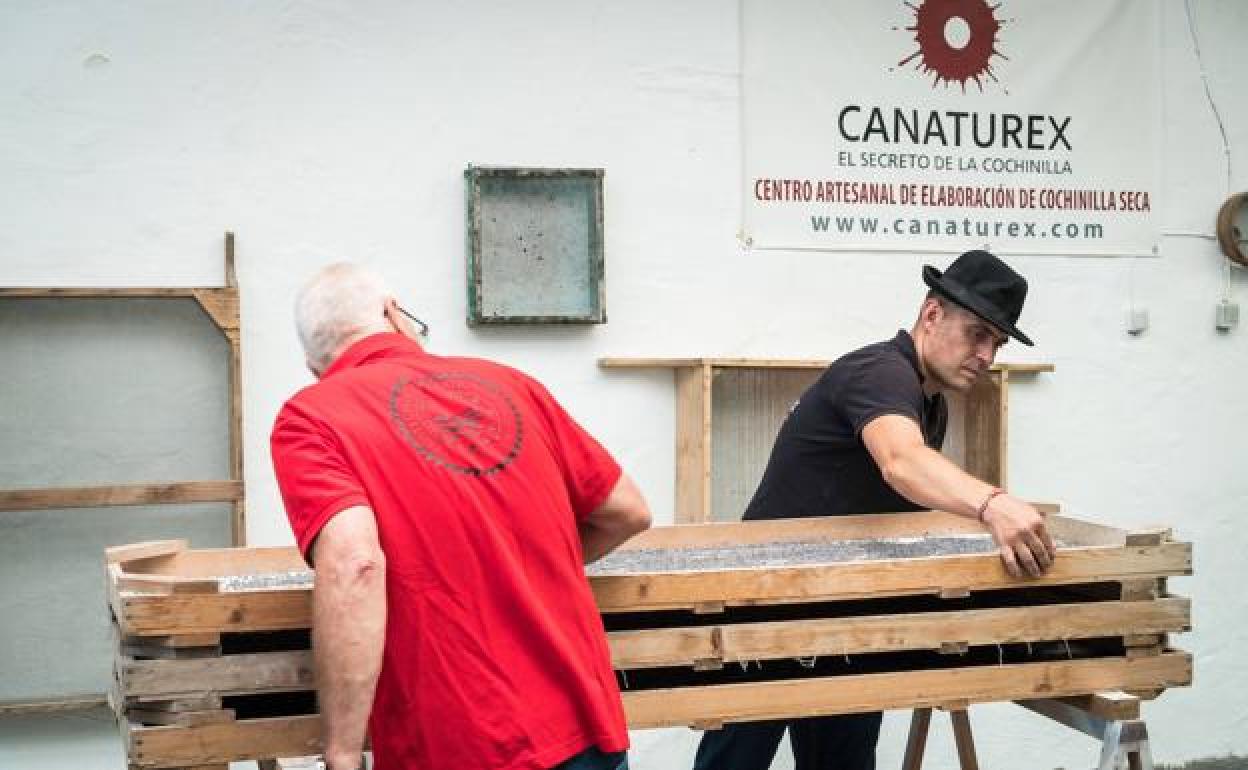 Lorenzo Pérez, con sombrero, en plena faena en su trabajo de producción con la cochinilla. 