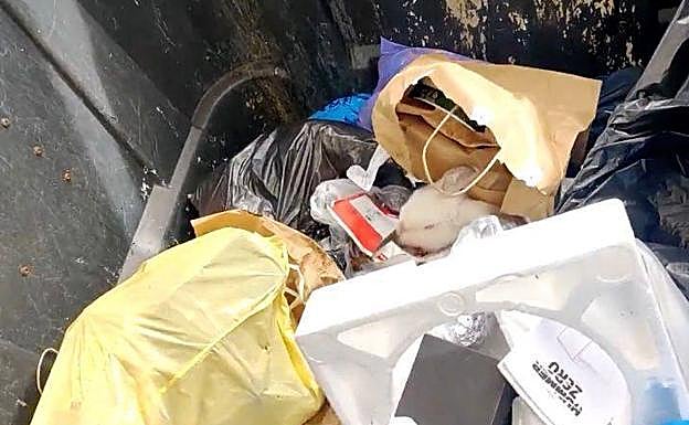 Captura del vídeo distribuido por la policía local con el conejo dentro del contenedor de basura. 