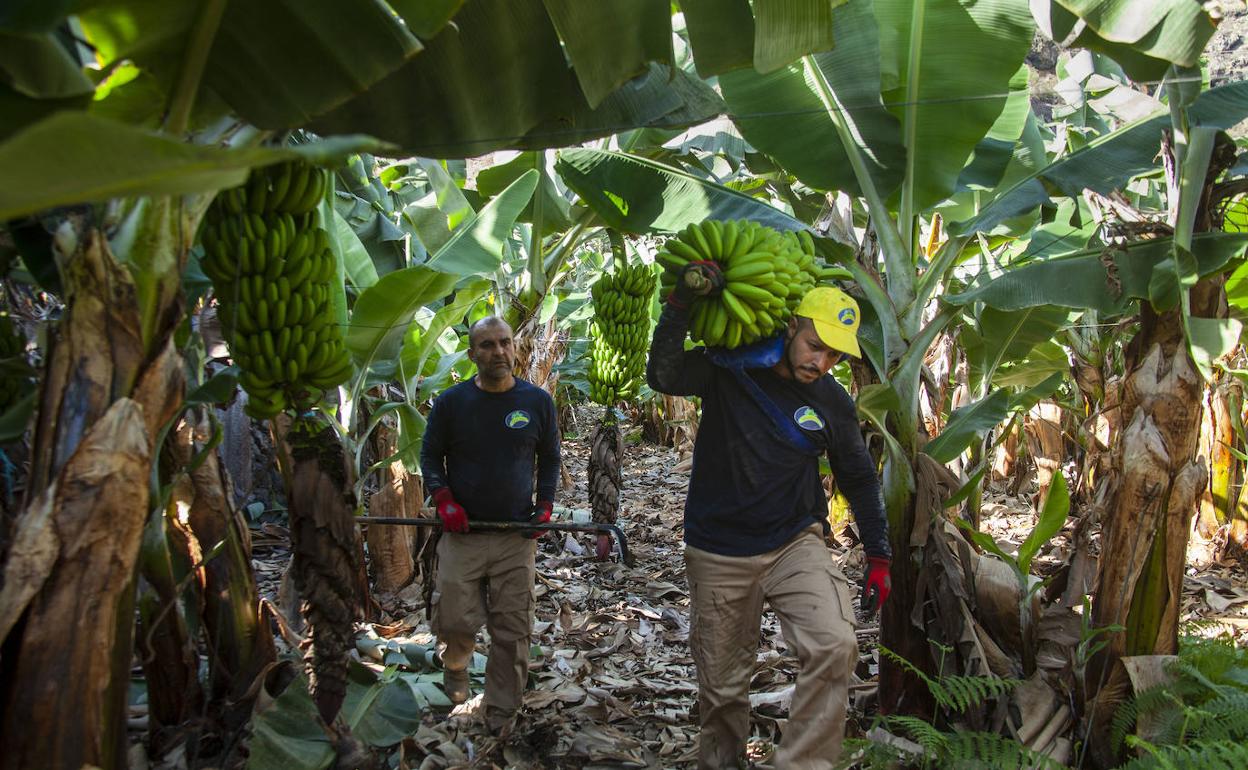 El sector platanero confía en que la PNL cuente con «todos los apoyos» en el Parlamento de Canarias
