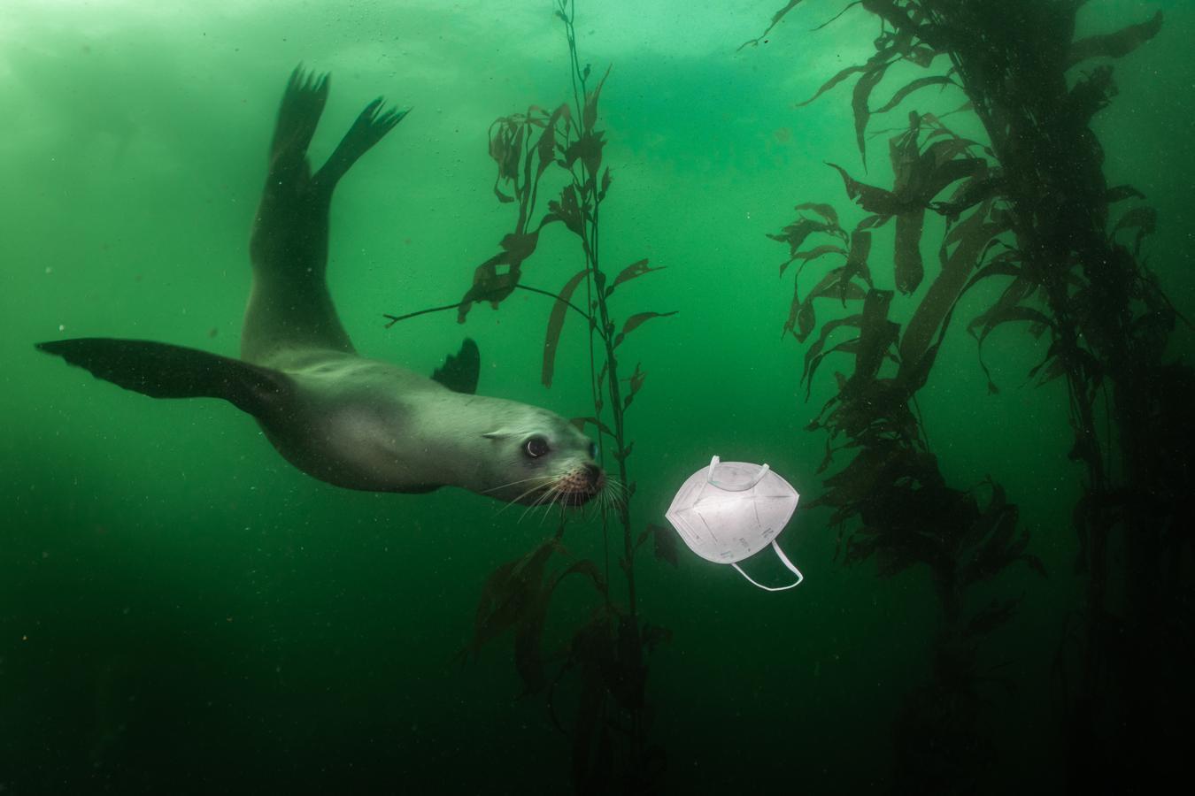 Nominada a Mejor fotografía del medio ambiente. Una foca observa una mascarilla en aguas de California. 