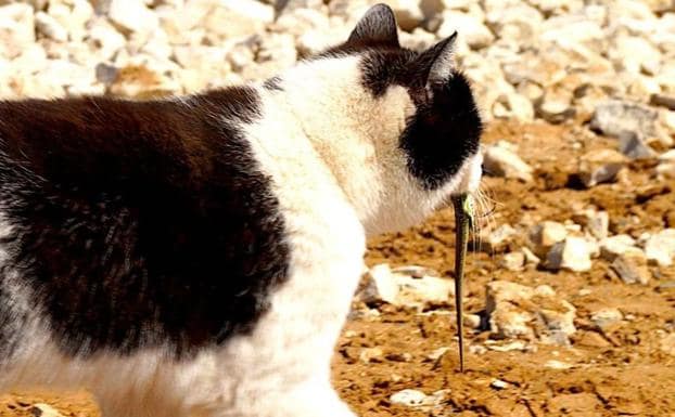 El Gobierno canario niega que los gatos asilvestrados vayan a ser especie cinegética