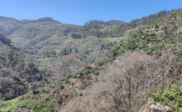 Vista general de los terrenos a reforestar cedidos por la Heredad de Aguas de Arucas y Firgas. 