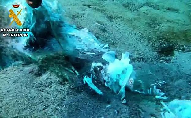 Retiran un trasmallo en Lanzarote con varios ejemplares de angelotes