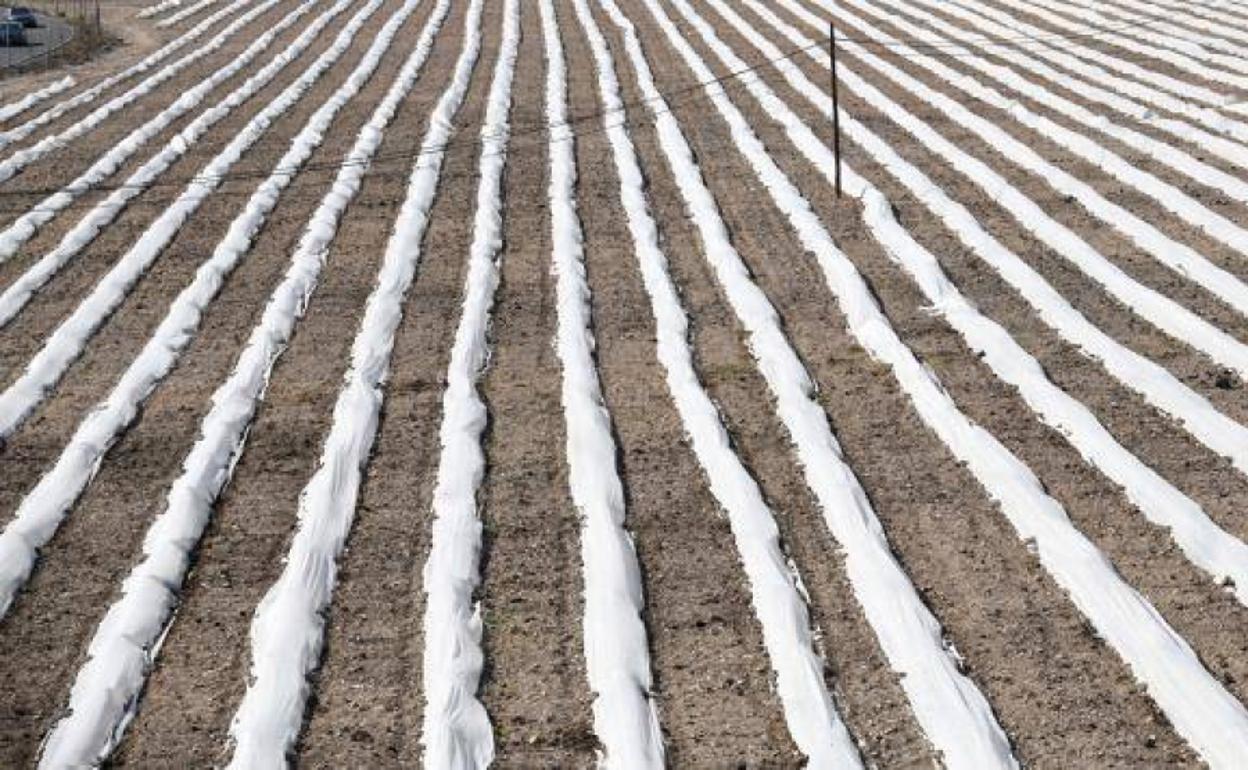 Plantación de melones y sandias en El Tablero