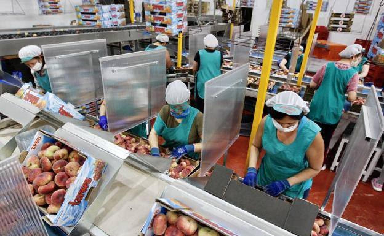 Varias trabajadoras en una fábrica de comercialización de fruta. 