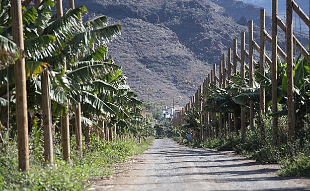 Plantación de plataneras. 