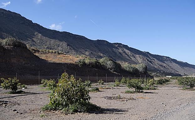 Aguacateros plantados hace poco. 