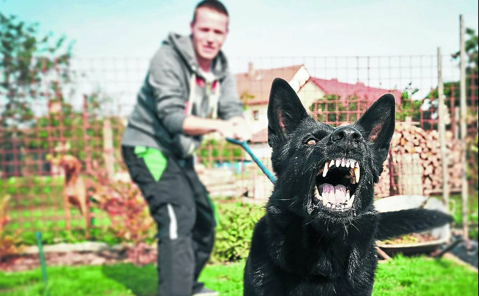 A la izquierda, un perro incluidos en la lista de los potencialmente peligrosos recibe sumiso las muestras de cariño de su dueña. En esta página, un joven azuza a su perro en el jardín de su casa, y un pitbull intervenido por la Policía encerrado entre rejas.