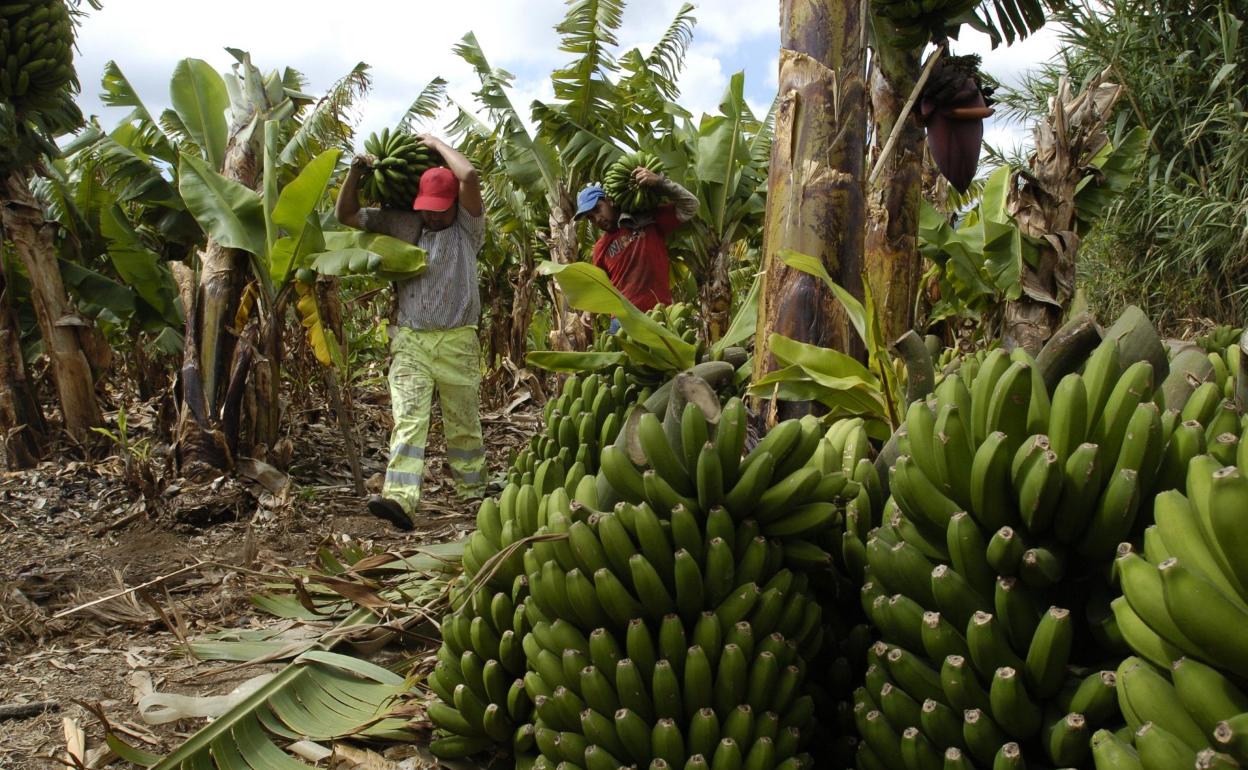 Trabajadores en una plantación platanera en Gran Canaria. 