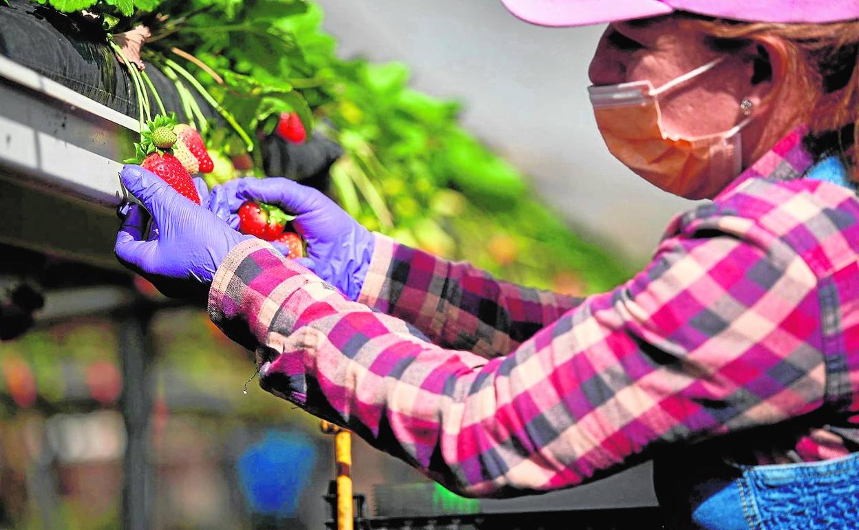 El sector agrícola del archipiélago confía en las ayudas europeas para mantener su competitividad.