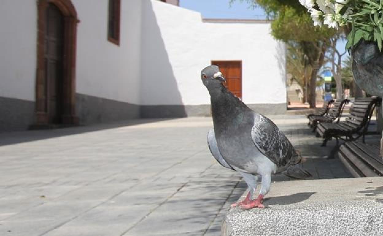 Un ejemplar en la plaza de la iglesia capitalina. 