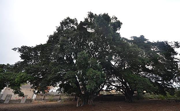 Los ejemplares monumentales en una imagen de febrero de 2018. 