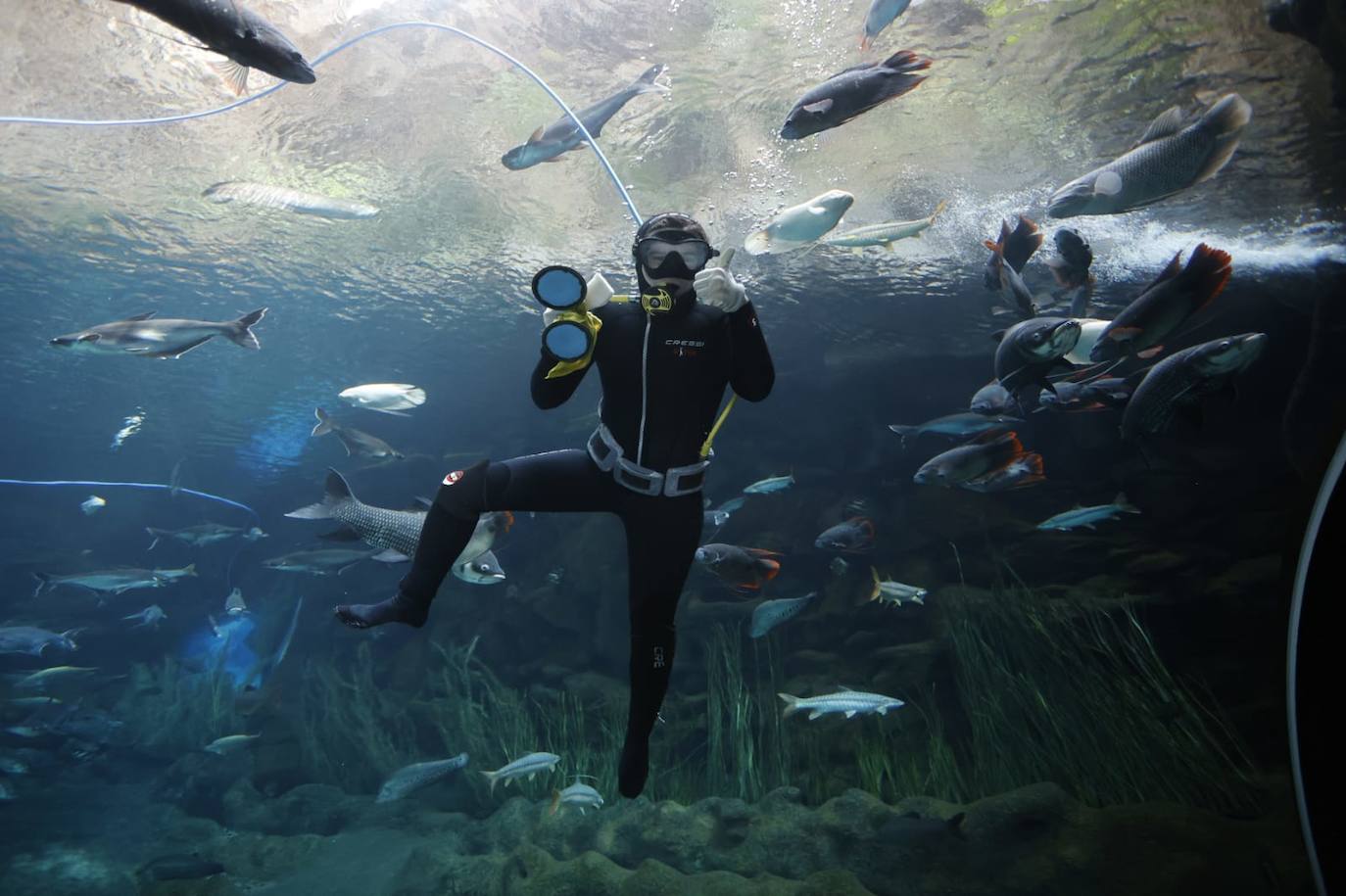 Imagen de un buzo en el acuario. 