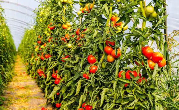 Lidl comercializa tomate canario durante todo el año en sus más de 30 tiendas en las Islas