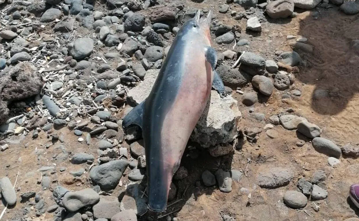 Hallan los cadáveres de dos cetáceos en aguas cercanas a Canarias