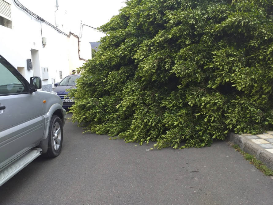 Fotos: Cae un viejo Laurel de Indias