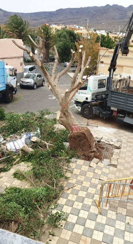 Fotos: Cae un viejo Laurel de Indias