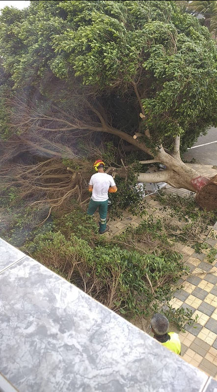 Fotos: Cae un viejo Laurel de Indias