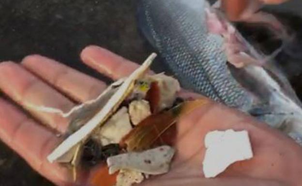 Dos de cada 3 lubinas cultivadas en la costa de Tenerife han comido plástico