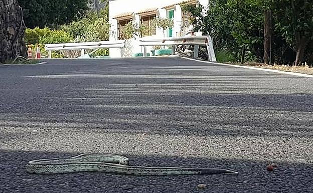 Serpiente localizada hace varios días en el acceso viario al Valle de Agaete. 