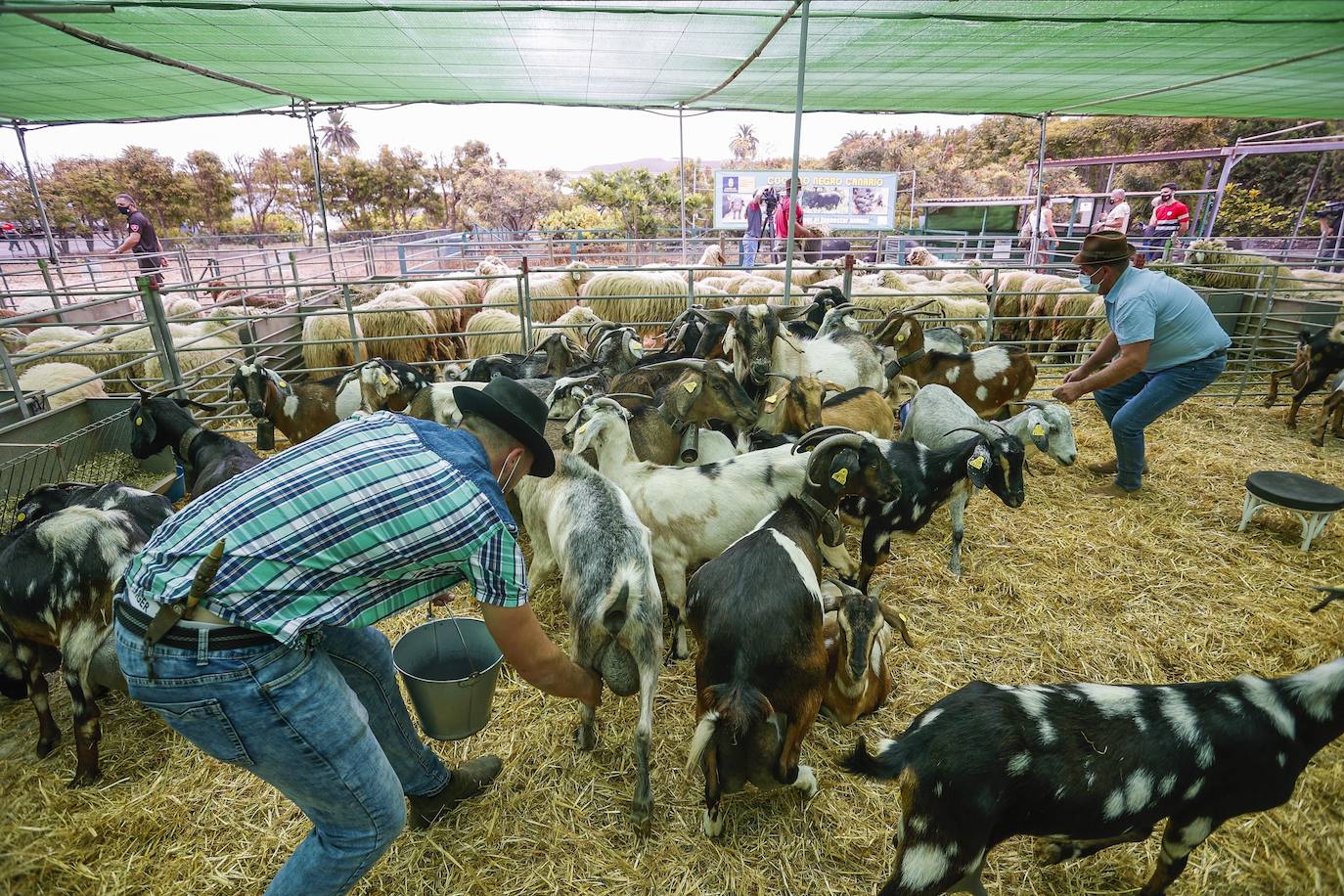 Fotos: Gran Canaria celebra la Feria de Ganado