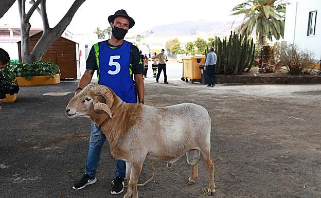 Ganador reproductor ovino macho carta genealógica