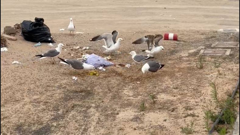 Gaviotas comiendo de una bolsa de basura. 
